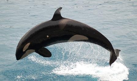 Os 10 animais que começam com ou mais relevantes 3