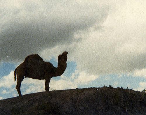 De onde os camelos se originaram? 2