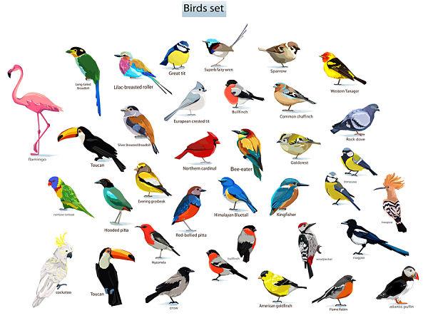 O que o estudo de ornitologia? 13