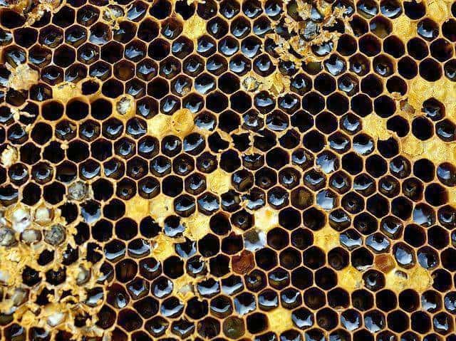 O desaparecimento de abelhas pode diminuir a população de aves? 6