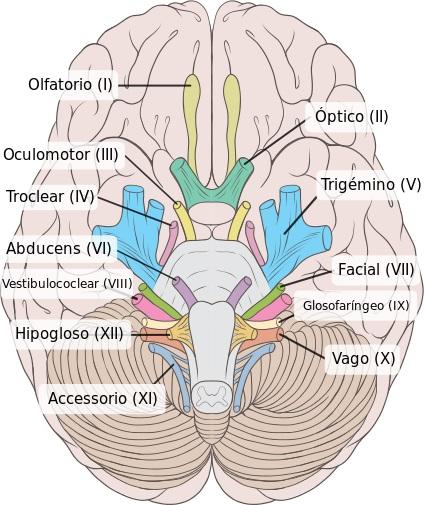 Nervos cranianos: origem real e aparente, funções, anatomia 1
