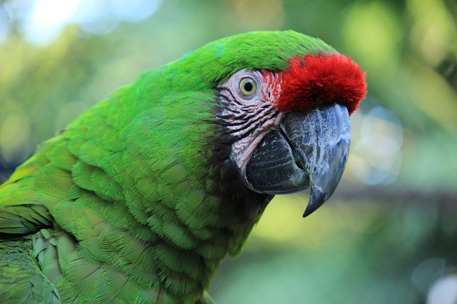 Arara verde: características, habitat e comida 33