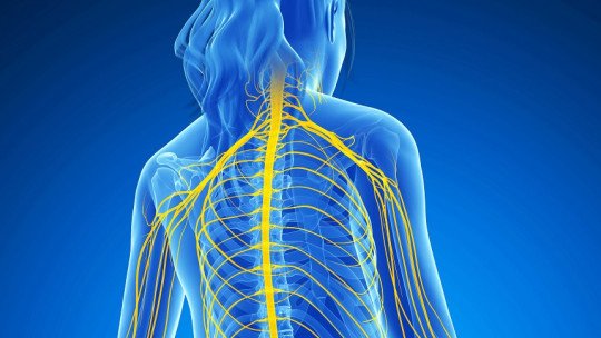 Partes do sistema nervoso: funções e estruturas anatômicas 1