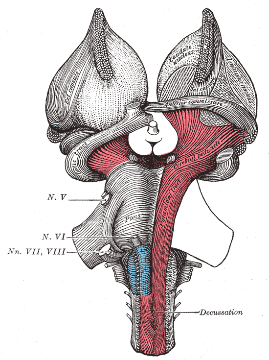 Pedúnculos cerebrais: anatomia e funções (com imagens) 1