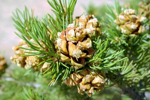 Pinus cembroides: características, habitat, usos e doenças 4