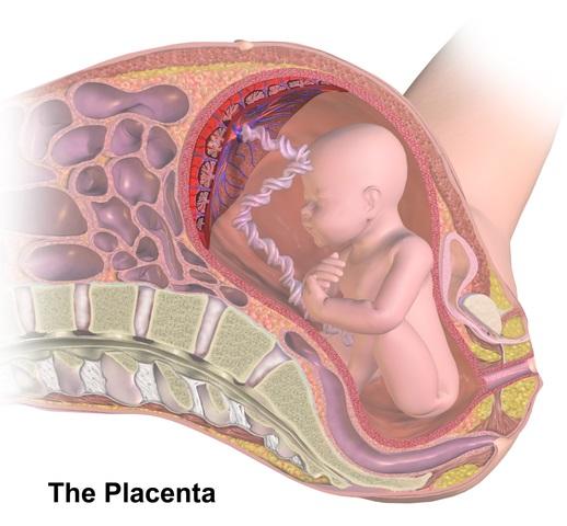 Placental: Características, Classificação, Reprodução 1