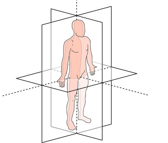 Planimetria anatômica: planos, eixos, termos de orientação 1