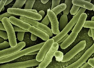 Simbiose: tipos, características e exemplos na natureza 5