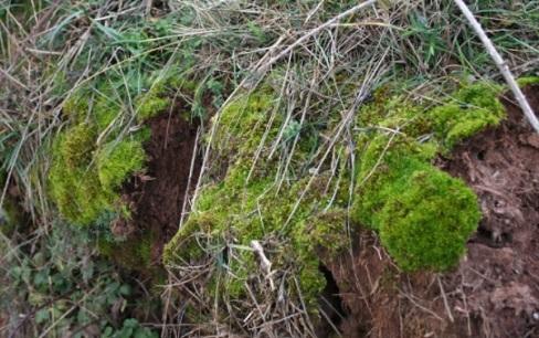 Plantas não vasculares: características, tipos e espécies 1
