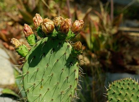 Flora e fauna de Coahuila: espécies mais representativas 1