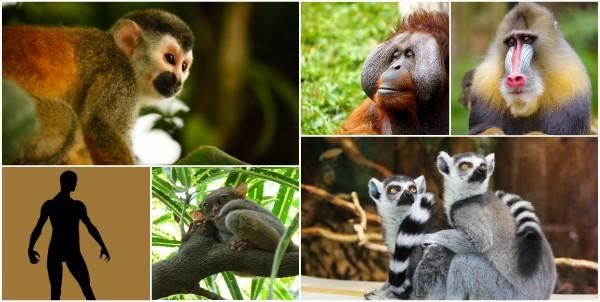 Primatas: características, evolução, alimentação, reprodução 1