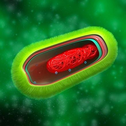 Tipos de células: Procariontes e eucariotos (com imagens) 18