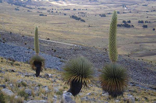 Puya raimondii: características, taxonomia, habitat, usos 1