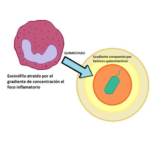 Quimiotaxia: Bacteriana, em Neutrófilos, em Inflamação 1