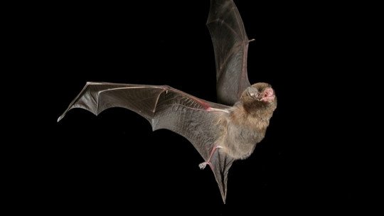 Quiroptophobia (medo de morcegos): sintomas, causas e tratamento 1