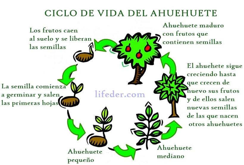 Ahuehuete: Ciclo de Vida, Significado e Características 3