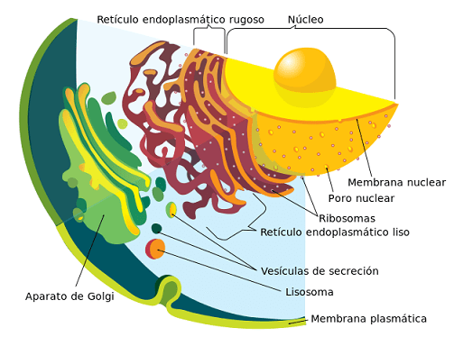 Tipos de células: Procariontes e eucariotos (com imagens) 9