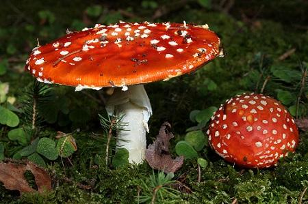 5 riscos de fungos venenosos para o ser humano 1