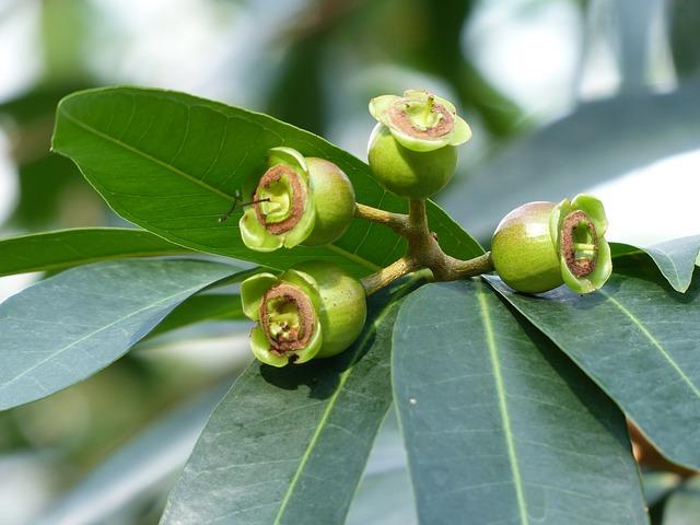 Myrtaceae: características, habitat, taxonomia e classificação 3
