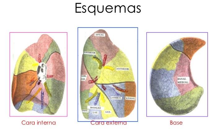 Quais são os segmentos pulmonares? 26