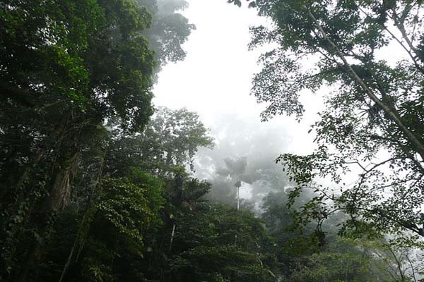 Floresta tropical: flora, fauna, características, clima, relevo 2