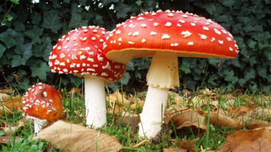 Cogumelos alucinógenos: estes são os efeitos em nossa mente 1