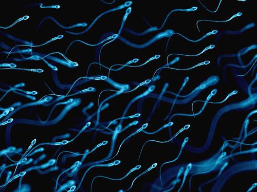 5 Diferenças entre espermatozóides e espermatídeos 1