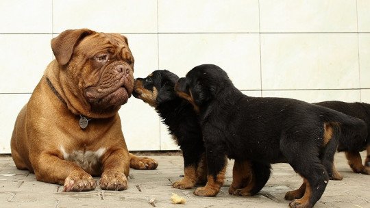 Síndrome da arca de Noé: acumulando animais em casa 1