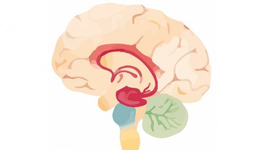 Síndrome cerebral orgânica: o que é, causas e sintomas associados 1