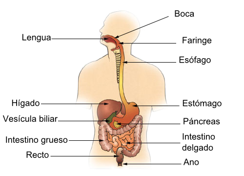 Sistema digestivo: partes, funções, doenças 1