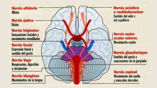 Sistema nervoso autônomo: estruturas e funções 1