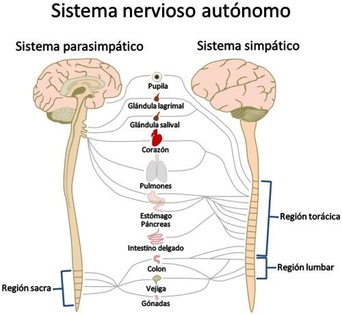 Sistema nervoso parassimpático: partes, funções, neurônios 2