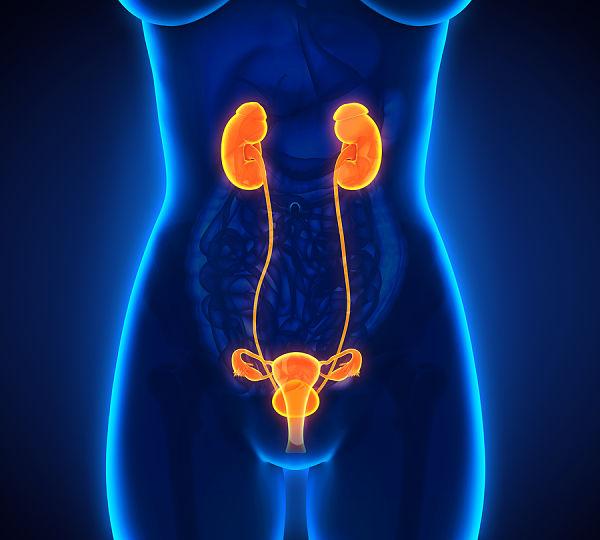12 Doenças do sistema urinário e excretor comum