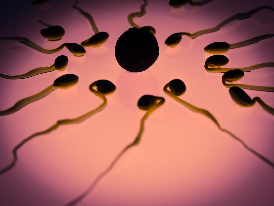 O que é anisogamia ou heterogamia? 1