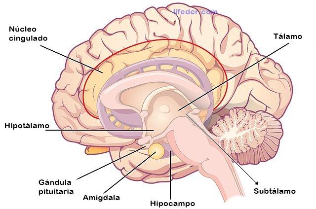 Hipocampo: funções, anatomia e patologias (com imagens) 6
