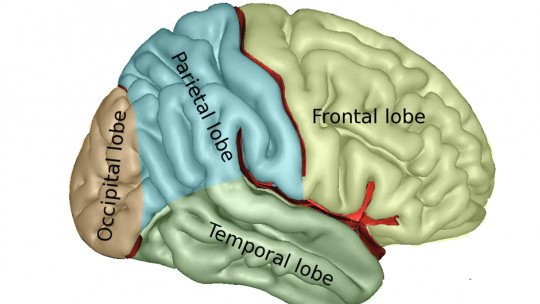 Telencéfalo: partes e funções desta parte do cérebro 1