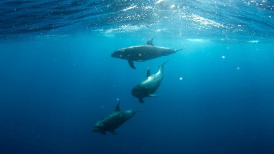 Terapia Assistida por Golfinhos: ondas sonoras que curam 7