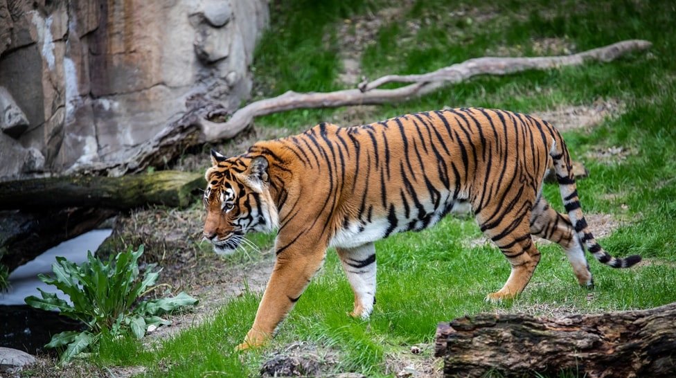 Agrizoofobia (medo de animais selvagens): sintomas, causas e tratamento 3
