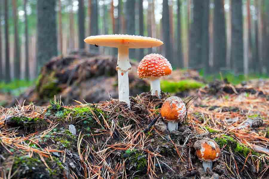 Os 22 tipos de fungos mais comuns e suas características 1