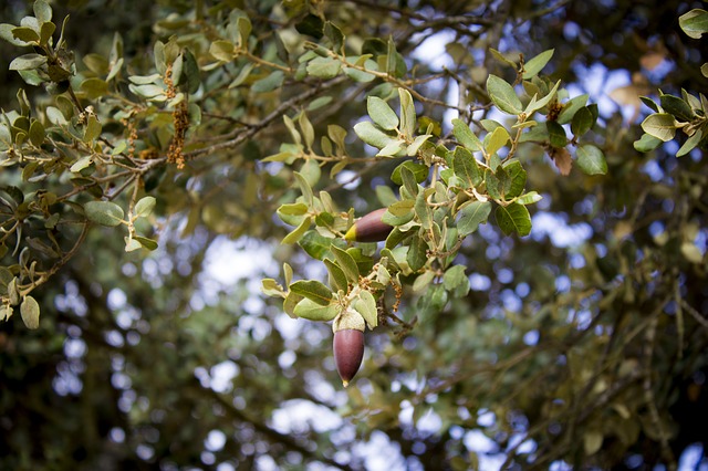 Quercus crassipes: características, habitat, usos 2