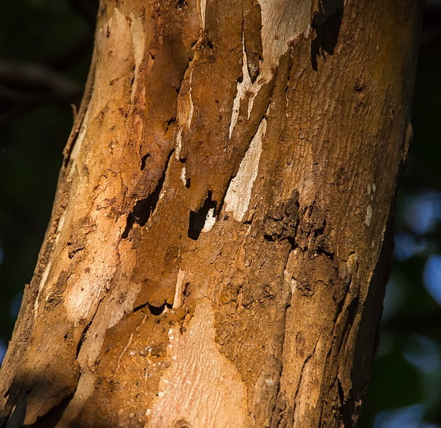 Eucalyptus globulus: características, habitat, importância e usos 3