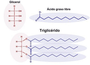 Ester Link: Características e Tipos 4