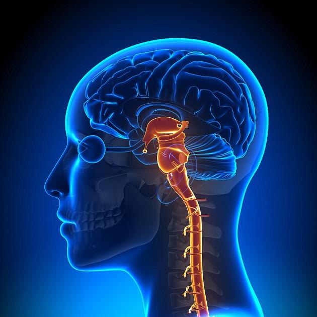 Córtex pré-frontal: anatomia, funções e lesões 6
