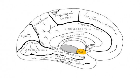 Uncus: estrutura e funções desta parte do cérebro 1
