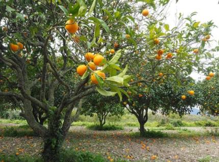As 4 principais vantagens do cultivo de frutas 12