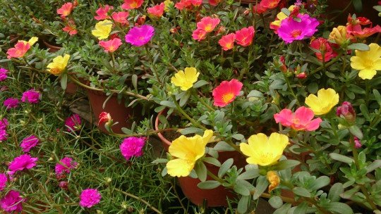Purslane: 12 propriedades e benefícios desta planta medicinal 20