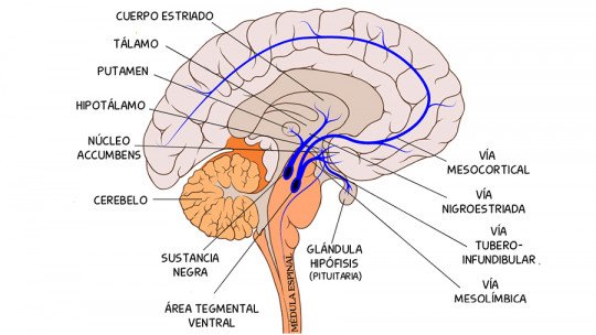 Via tuberoinfundibular: o que é e como esta rota cerebral funciona 1