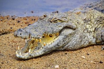 Simbiose: tipos, características e exemplos na natureza 9