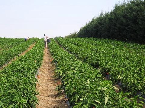 O que é o espaço agrícola? 3