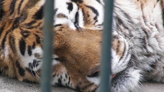 Zoocose: o que é e como aparece em animais capturados 1